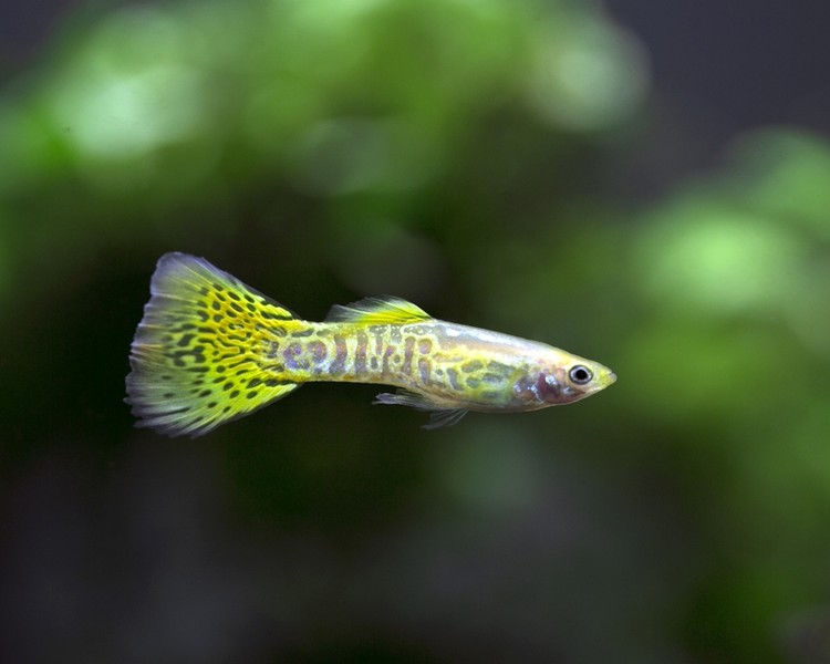 Yellow Cobra Guppy - Male ~ 3cm